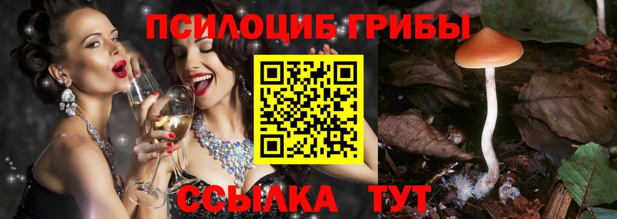Псилоцибиновые грибы Psilocybe Пыть-Ях